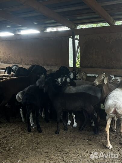 Продам котных маток