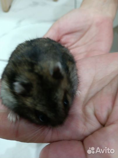 Джунгарский хомяк бесплатно