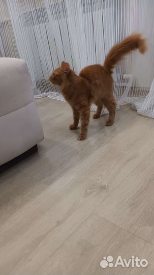 Котенок-подросток в добрые руки