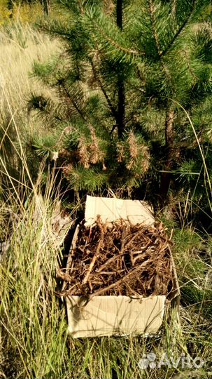 Корни и саженцы Кипрея / Иван-чая