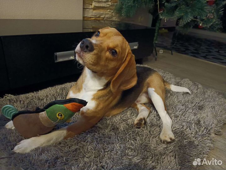 Домашняя передержка собак