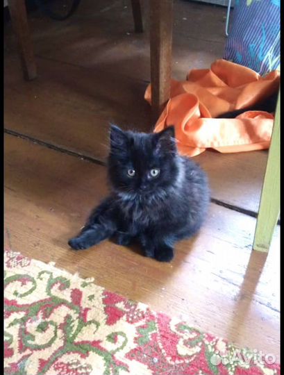Котенок черныц пушистый