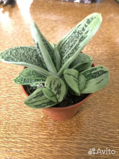 Фикусы- Триангулярис Вайт М, Кинг, суккуленты