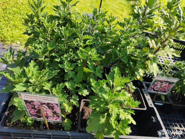 Хризантемы мультифлора, в горшочке