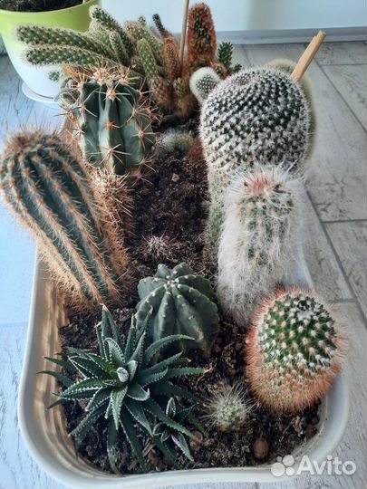 Кактусы и суккуленты