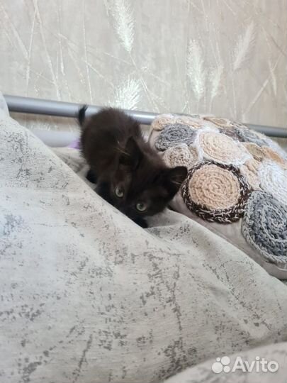 Котёнок по имени Боня в добрые руки бесплатно