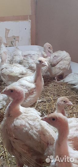 Индюшата подрощенные