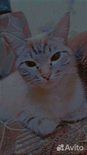 Сибирская кошка