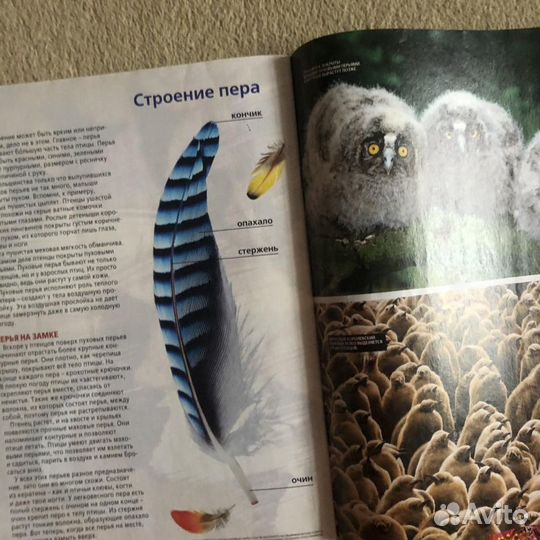 Детские журналы National Geographic