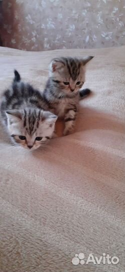 Британские котята