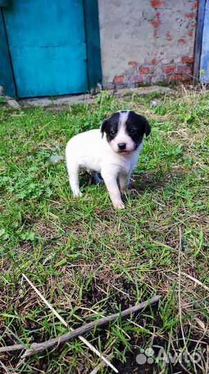 Собака и щенки в добрые руки