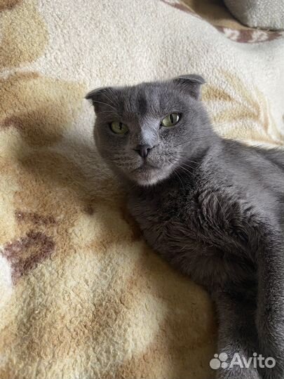 Шотландская кошка вязка