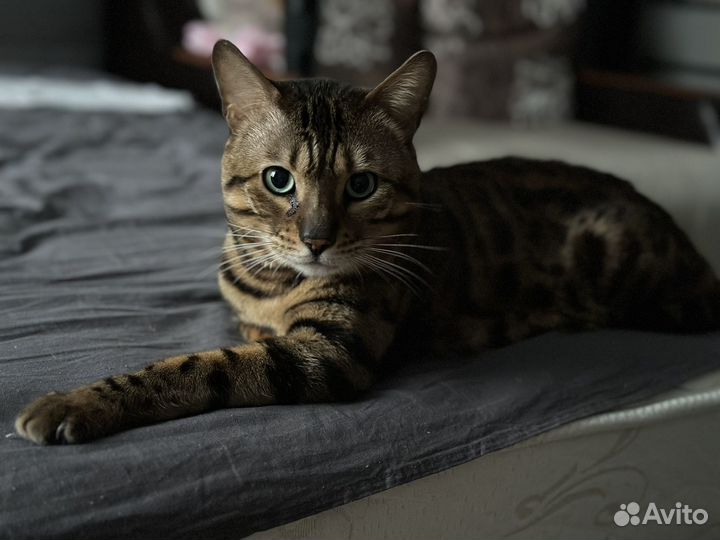 Бенгальский кот вязка