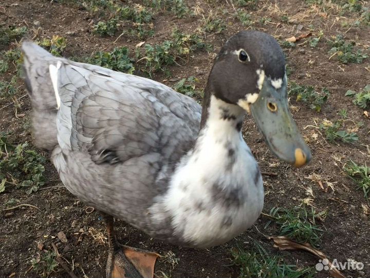 Сельхоз птица