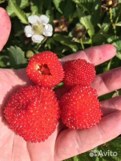 Тибетская малина/ежевика/малина красная и желтая