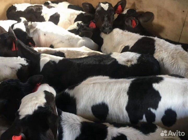 Бычки телята