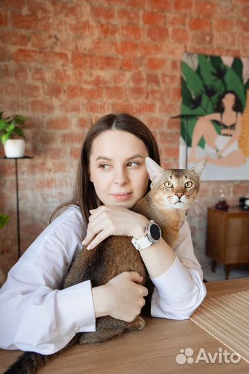 Зоопсихолог, коррекция поведения кошек