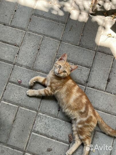 Рыжий котенок