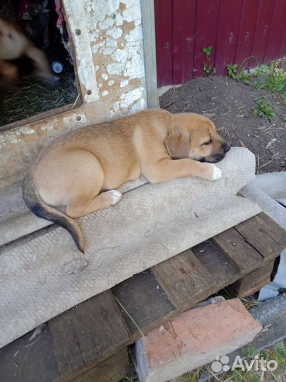 Отдам в добрые руки