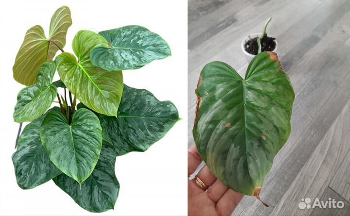 Комнатные растения