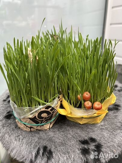 Трава для кошек