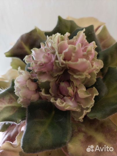 Фиалка в горшках