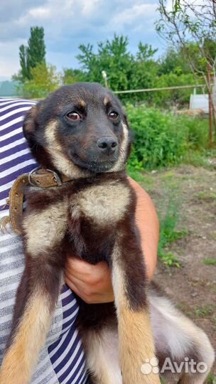 Собака 8 месяцев
