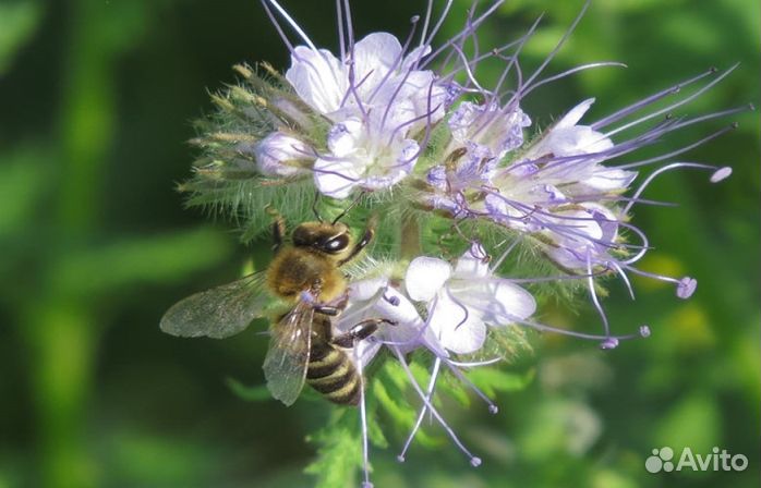 Мёд натуральный оптом