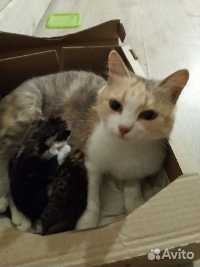 Котята отдам бесплатно