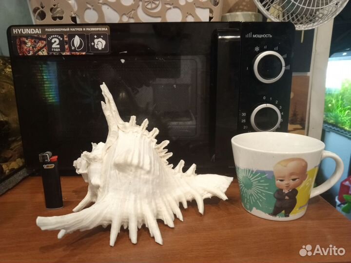 Ракушка морская большая белая