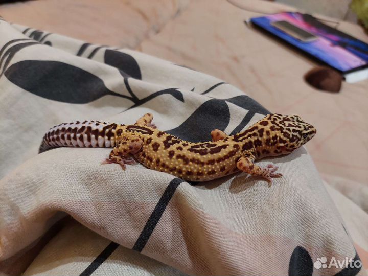 Пятнистый эублефар