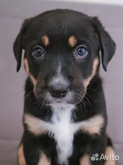 Лабрадор метис