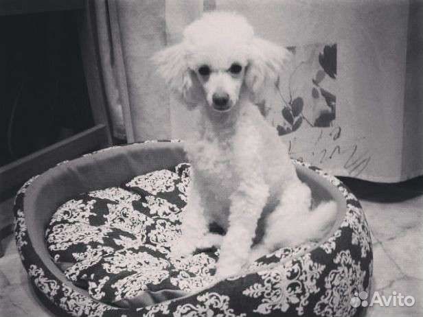 Стрижка собак и кошек. (+Выгул собак+зооняня)