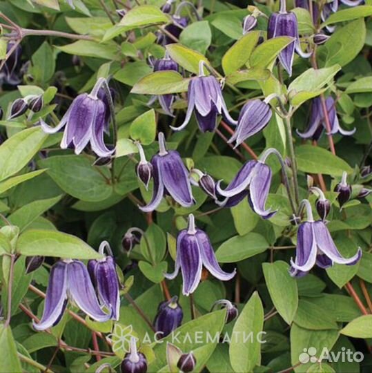 Клематисы