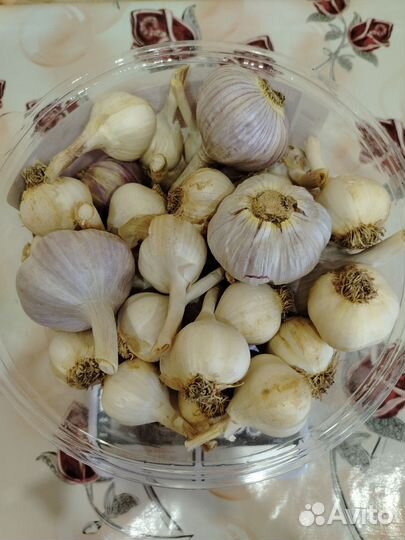 Чеснок на посадку
