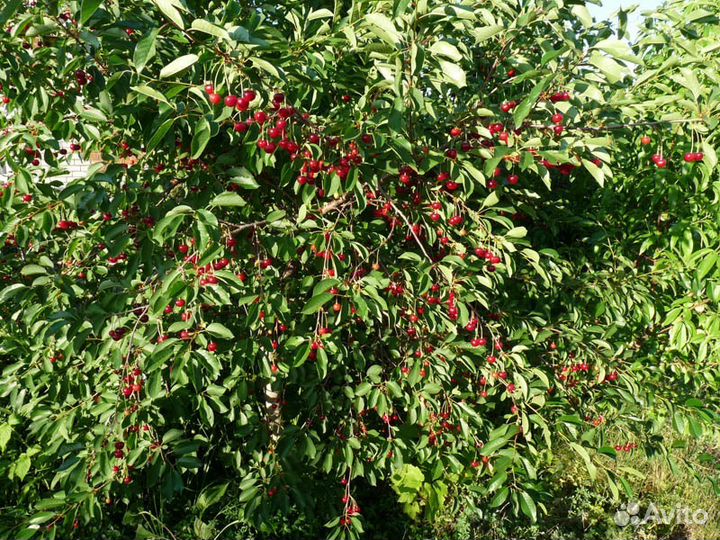 Саженцы вишни и черешни