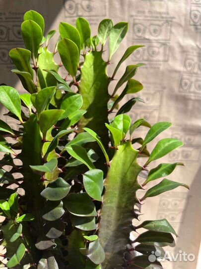 Эуфорбия Тригона Румба