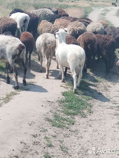 Мясо баранина халяль