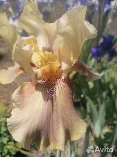 Ирисы бородатые, более 30 сортов