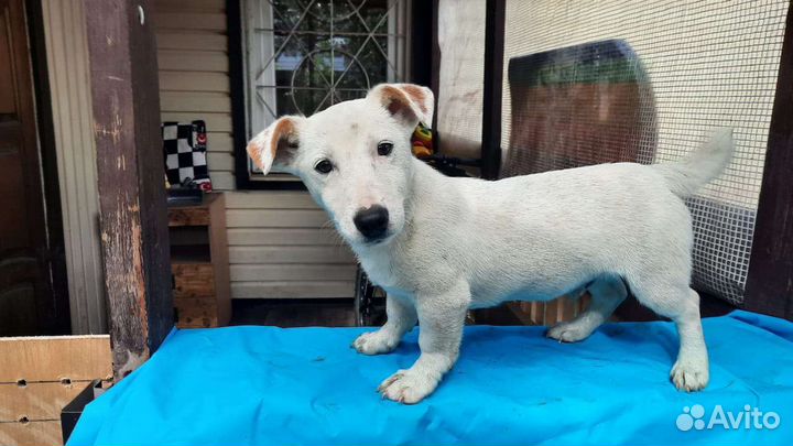 Щенок Джек-Рассел-терьер