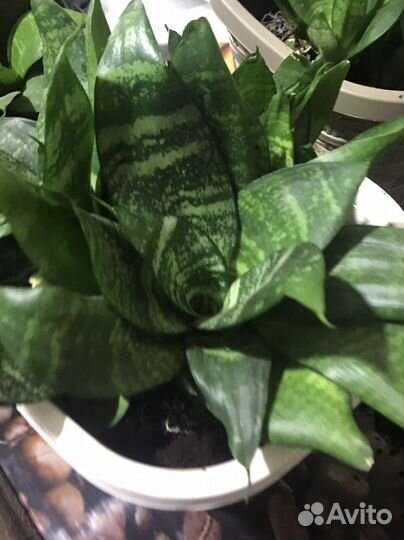 Сансевиерия ханни