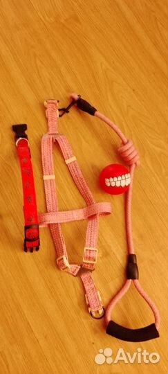 Домашние животные собаки