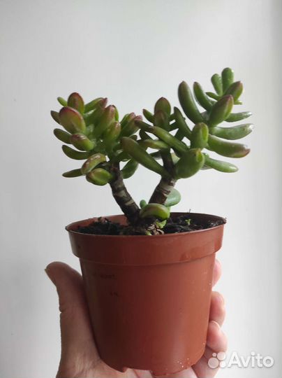 Крассула толстянка