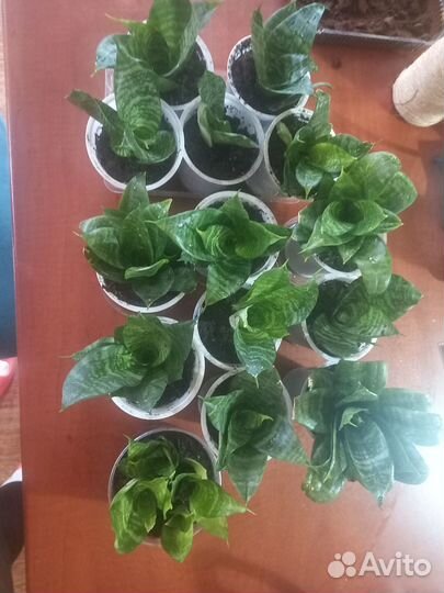 Сансевиерия ханни mini