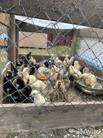 Продам цыплят