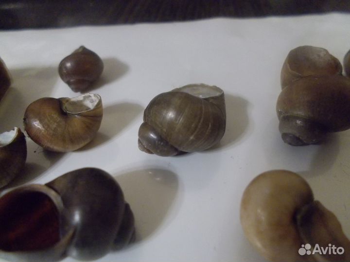 Раковины ракушки домики улиток пресноводных