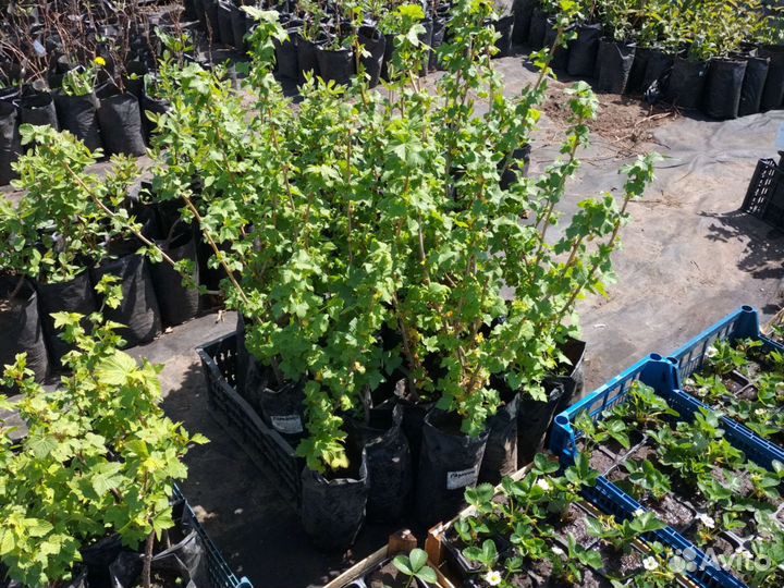 Саженцы смородины в контейнере