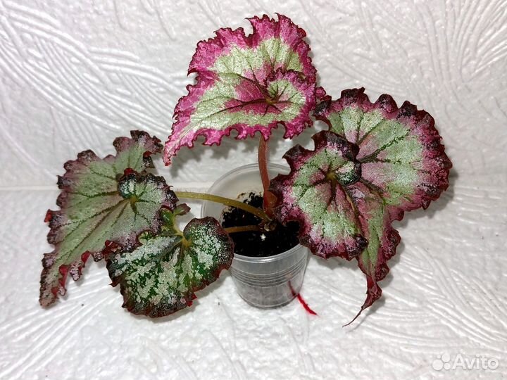 Бегонии сортовые