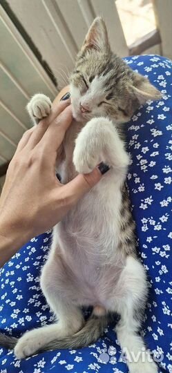 Кошка в дар бесплатно