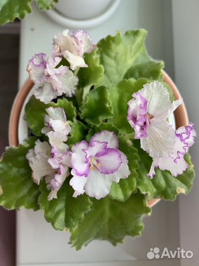 Фиалка сортавая ав-Кринолин